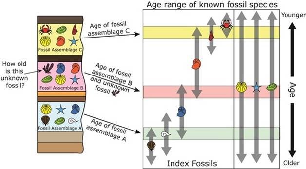 index fossils and relative dating