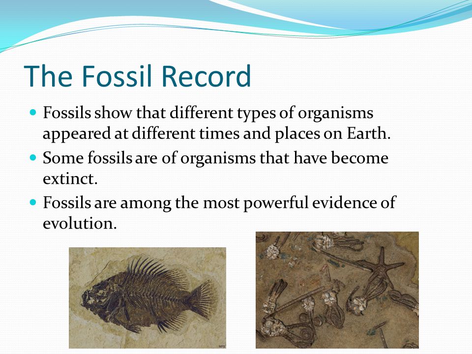 different types of dating fossils