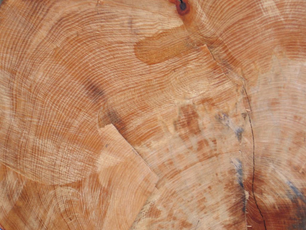 tree ring dating climate change