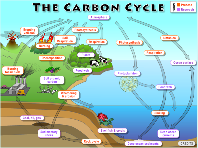 how does the process of carbon dating work